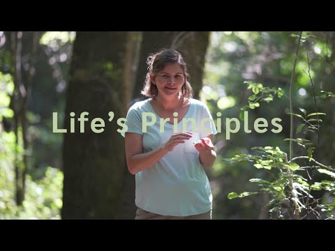 The Biomimicry Life's Principles | Biomimicry Explained