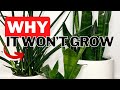 How To Make A Snake Plant Grow Fast. Where To Put A Snake Plant In Your Home.