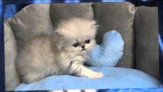 Les Edenrocs Kitten Girl 3 Weeks Without Musik