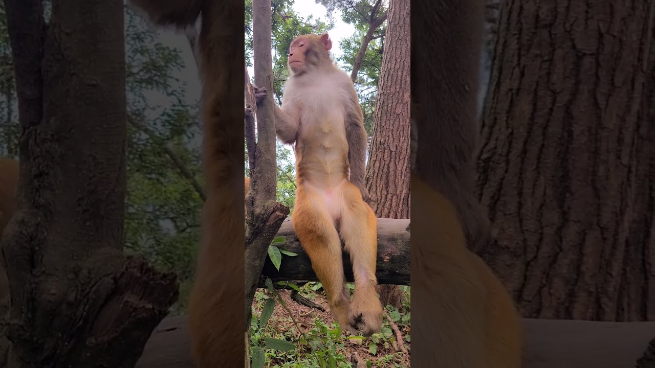 Feeding a group of monkey Bakery items cake bread buns  27