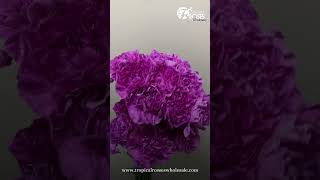 Carnation Lavender  #flowers #floralelegance #blossomseason