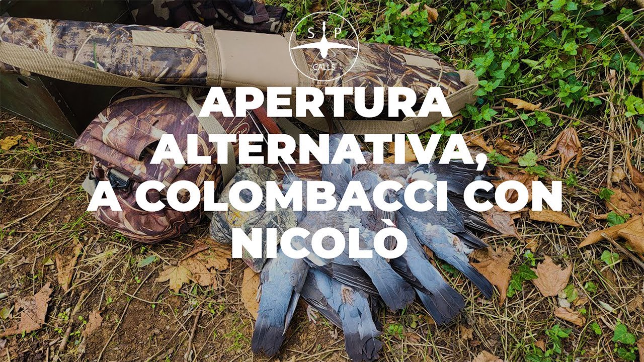 Apertura caccia 2024 caccia al colombaccio #cacciaallamigratoria