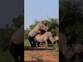 KEEP WATCHING As These Two Rhinos Mate 