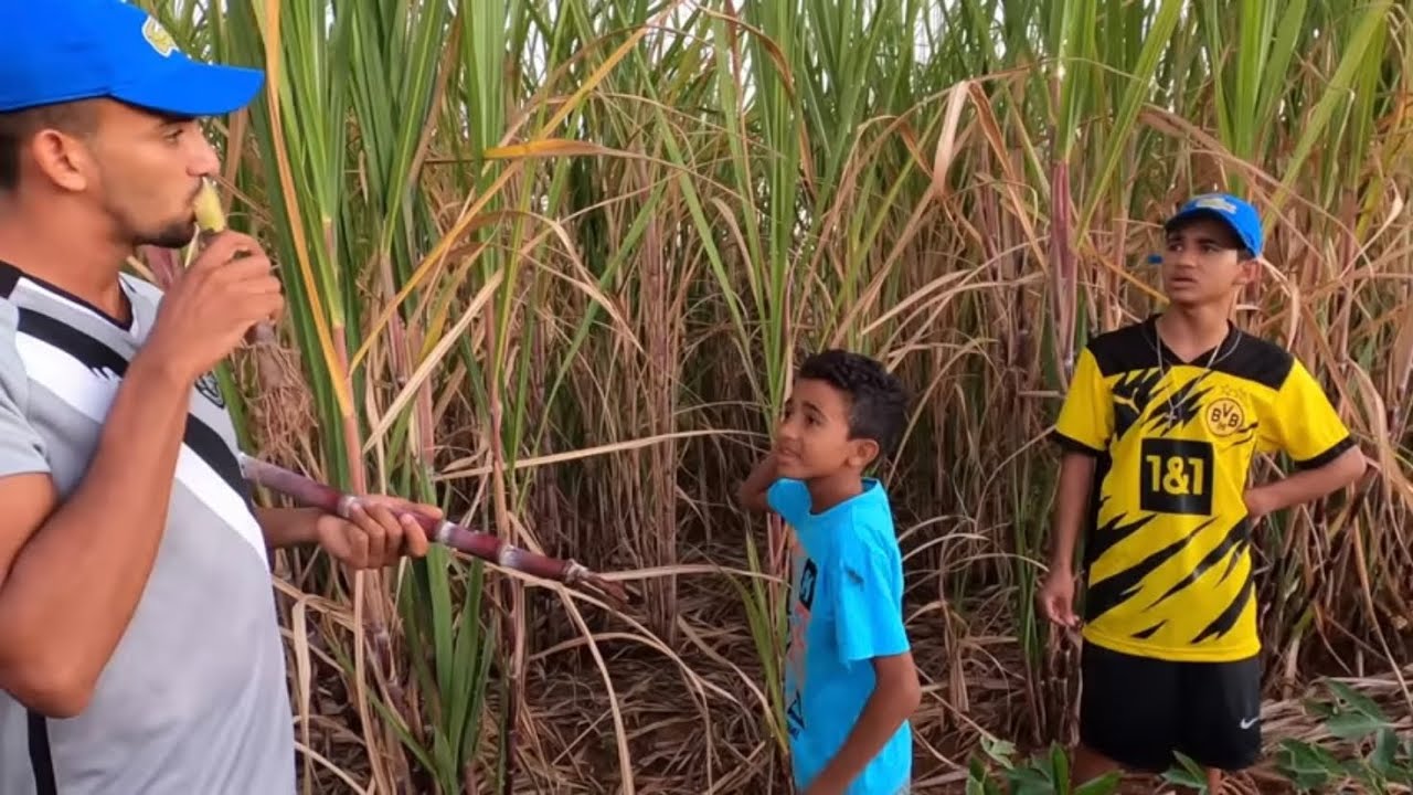 DUDU MOSTROU A PLANTAÇÃO DE CANA SALGADA PARA O BRUTINHO 😂