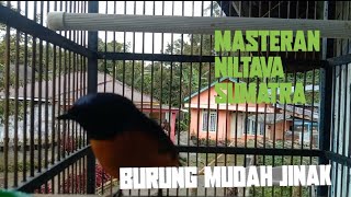 suara masteran burung niltava sumatra barat.siulan maut buat pancingan niltava macet bunyi 100%ampuh