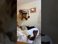 Ce chien est hilarant 😭😭 #bergeraustralien #pourtoii #betise #drole #ausecours