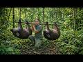 Setting traps for wild boars - Chopping bananas, harvesting taro, gardening with wife and children