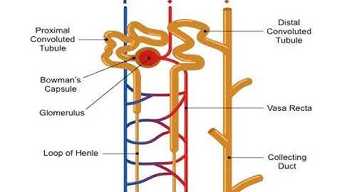 16 Animal Form And Function Ii New 1