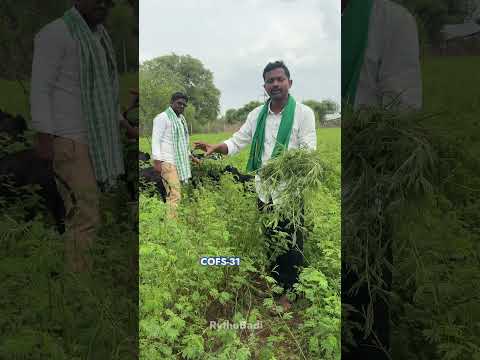 3 రకాల గడ్డి విత్తనాలు #rythubadi #grassseed #goat&sheepfarming