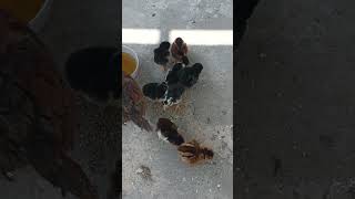 ‎Watch this crazy rooster fight where two aggressive chickens clash in an intense battle 😱🔥. This