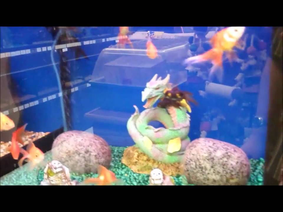 Tropical Fish for Sale Clipsley Pets & Aquatics YouTube