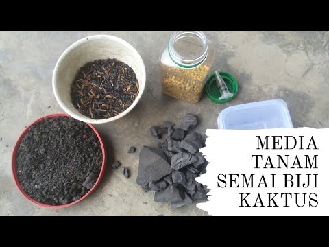 Video: Biji Kaktus: Menyemai Dan Menanam Anak Benih Di Rumah. Bilakah Masa Terbaik Untuk Menanam?