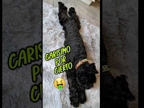No pos que padre   BocK #mascotas #puppydog #schnauzer #perros #puppy #puppylove #puppylife #miperro