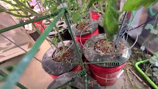 My Garage Greenhouse in Potomac, MD circa 2024/2025