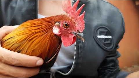 Tham pem kev Xaiv qaib dib