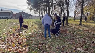 Muncie animal rescue helping to rehabilitate backyard breeding dogs