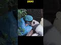 还是宝宝的绩笑,就喜欢亲奶妈 #panda #redpanda夕消 #cute #redpanda夕消 #上野パンダ #animals #cutepanda #萌宠 #funny #搞笑 #pets