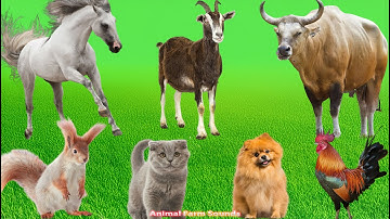 Beautiful Animal Moments: Dog, Sheep, Cat, Chicken, Elephant, Cow – Animal Sounds