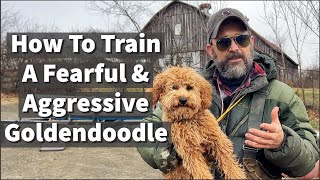 How to Train a Fearful & Aggressive Goldendoodle