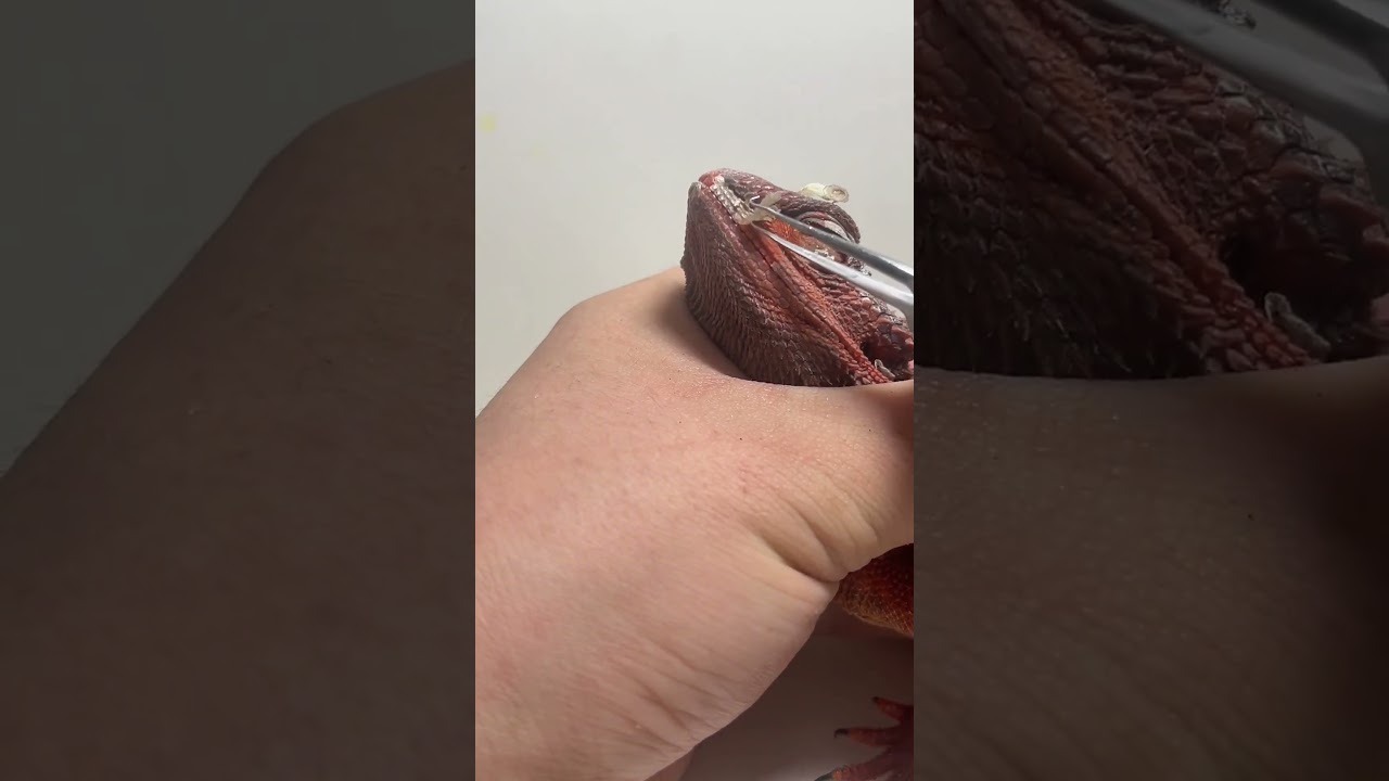 Helping babe with his shed #beardeddragon #wildlifesurvival #reptiles #wildlifesimulation