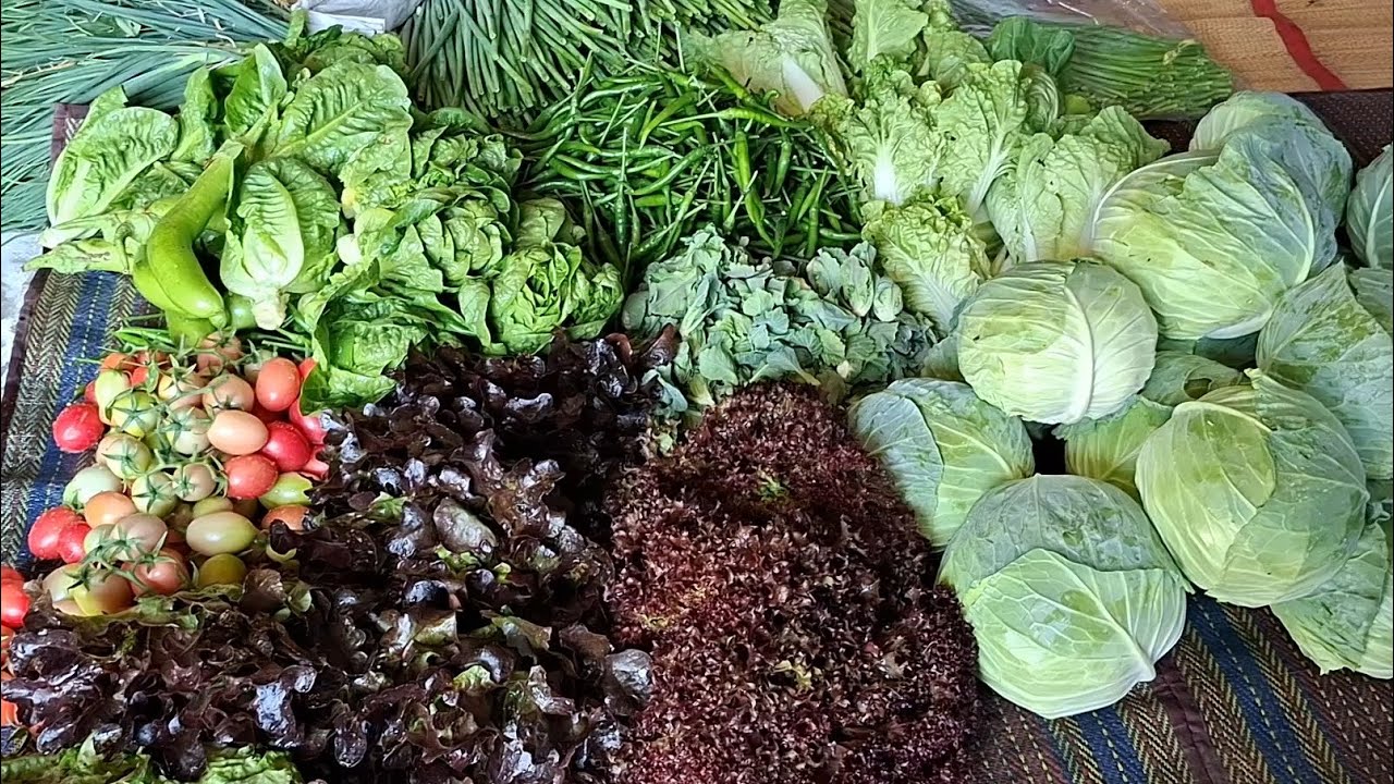 ป้าดๆพริก,มะเขือเทศ ดอกหอม ก็ดกโพดโพ กะหล่ำปลี สลัด ทั้งแหนงมีแต่แนวงามๆสดจากสวนเลยจ้า