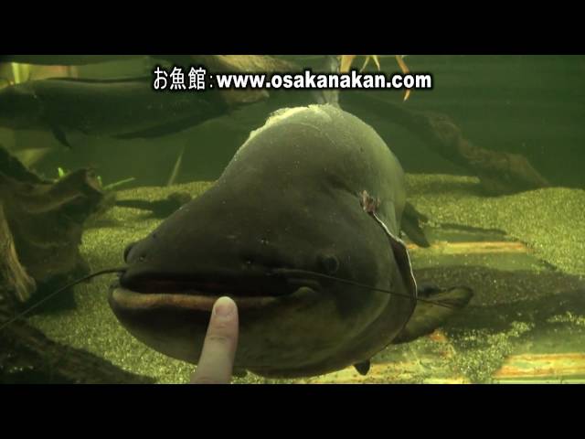 ワイルド　ワラゴ・レーリー 水族館魚図鑑-ワラゴ・レーリー(Wallagonia leerii) - 動物園&水族館に