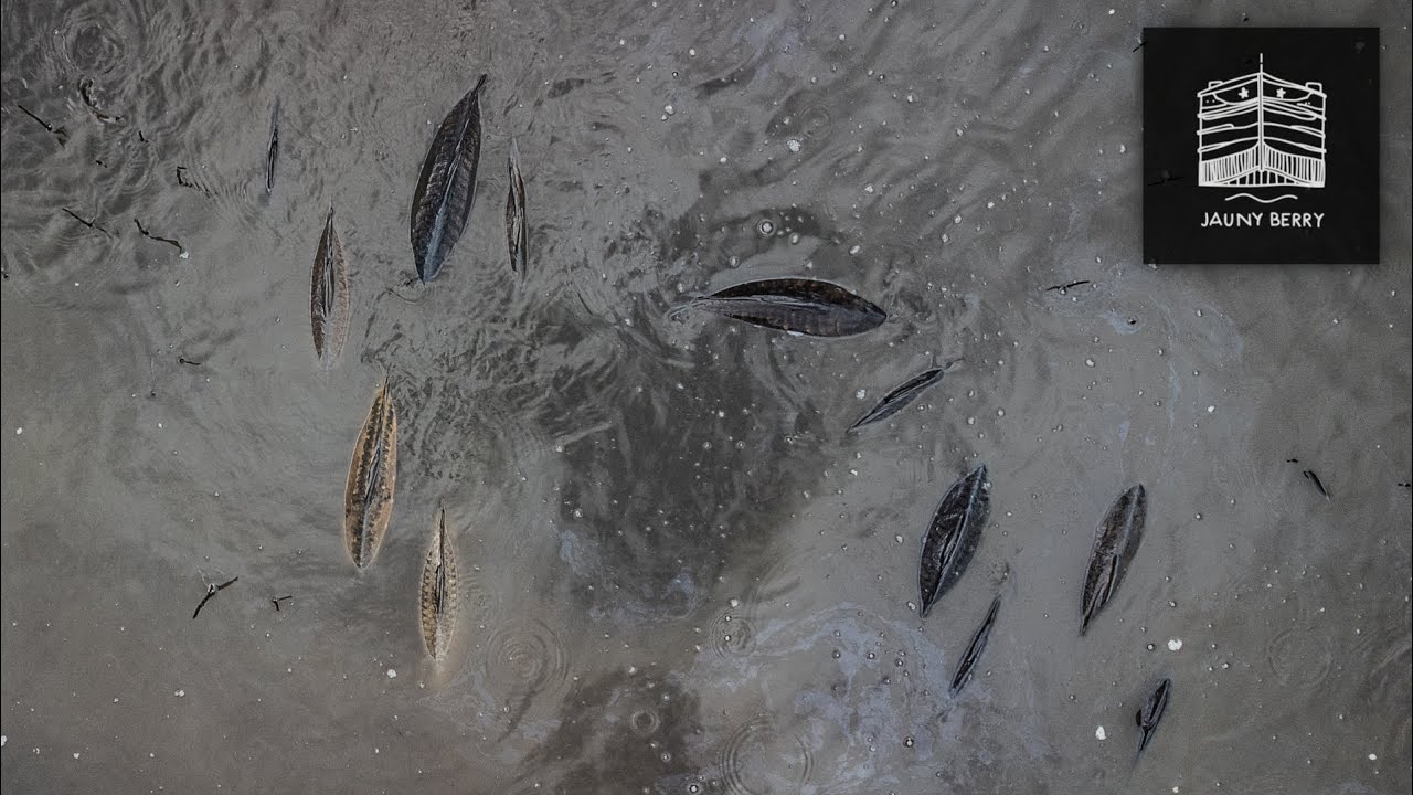 Vidange à l'étang Bel'Ecaille - Pêche de la carpe.