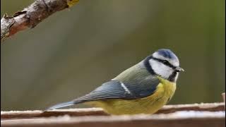 Blue Tit No Copyright Video, Background, Green Screen, Motion Graphics, Animated Background