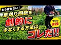 【草刈り激減】草刈り回数を少なくするための6つの方法はコレです!!〇〇刈り・〇〇植物で作業時間を半分にする!?