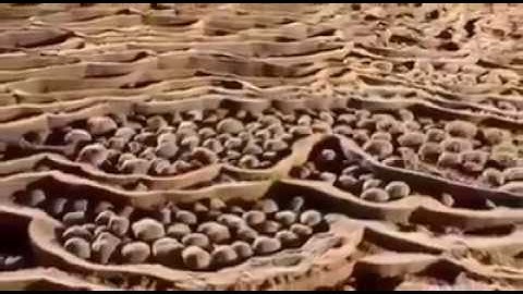 ما تيسر من سورة الكهف القارئ المعتصم بالله العسلي
