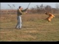 Boerboel training
