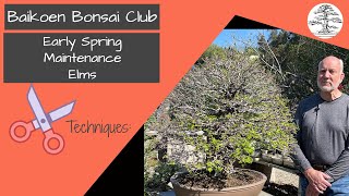 Celebrity Elm Early Spring Maintenance - Michael Roberts -  Bonsai Technique - Baikoen Bonsai Club Profile