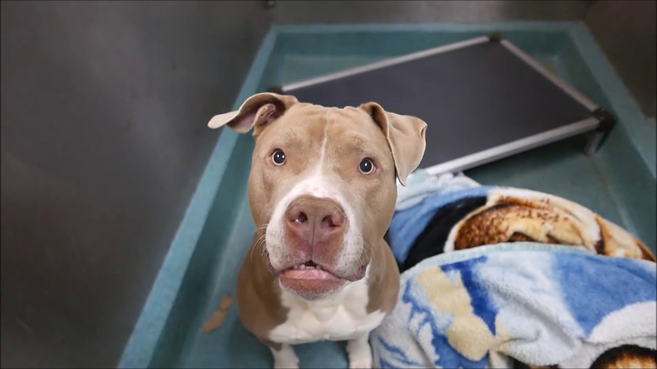 Melo - 7772 - Brooklyn ACC camera iphone 8 plus apk