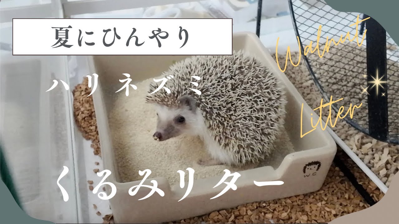 ハリネズミ】くるみリター を敷いてみた【床材】 - YouTube
