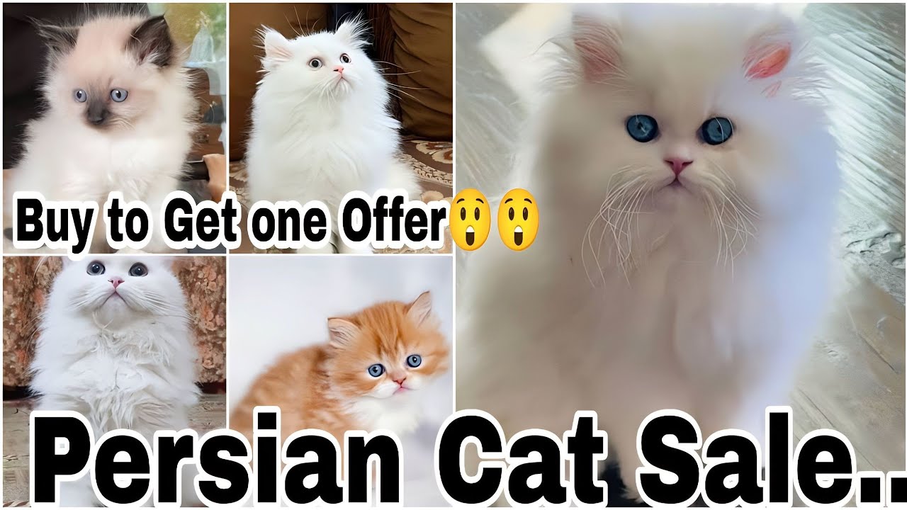 All Persian Cat Sale..White Persian. Black. Red. Brown. Grey. Black and white. All Cat Available..🐱🐱