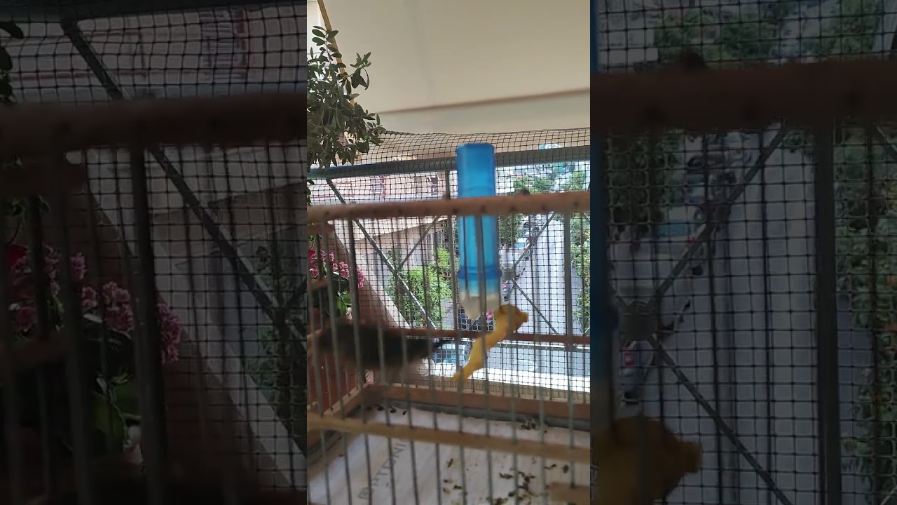 ΚΑΡΔΕΡΙΝΟΚΆΝΑΡΟ 2023   jim