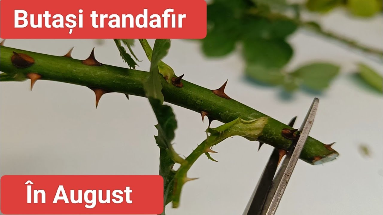 Înmulțirea Trandafirilor toamna