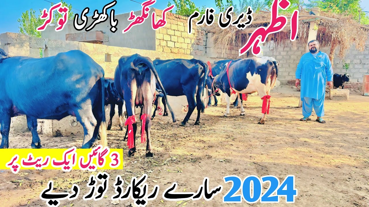 Azhar Dairy Farm | Khangher Cow and Buffalo For Sale Jersey Cholistani ...