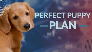 Perfect Puppy Plan by Canine Company 11 views 1 year ago 2 minutes