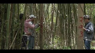 ENRICH: Advancing and understanding forest carbon stock enhancement