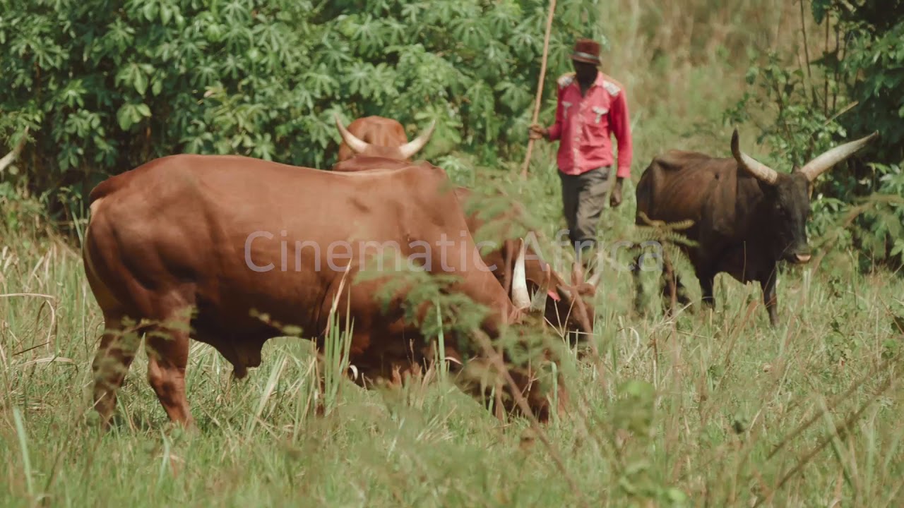 Africa Burundi Cattle herd 1080P 아프리카 영상 YouTube