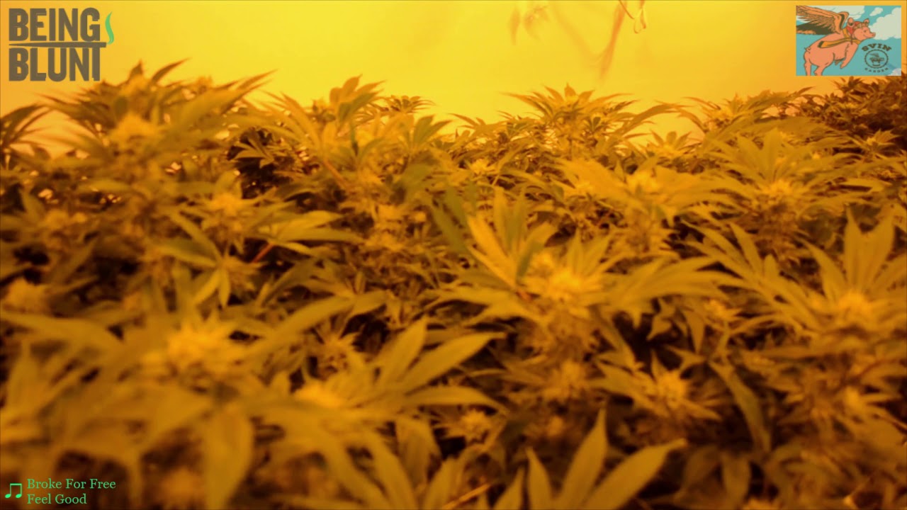 Svin Gardens Tour Part 1 of 2