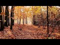 Relaxing and Beautiful Ambient Music for Sleep, Meditation, Study and Well-being