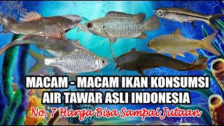 Macam Macam Ikan Konsumsi Air Tawar Asli Indonesia