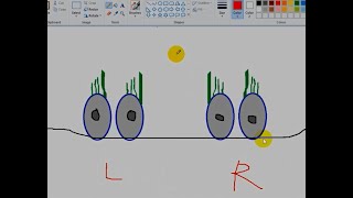 سبحان الله - معجزة التوازن في دقائق - Balance system