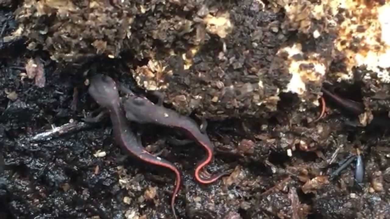 クロレラと苔と青水 やさしいきんぎょ