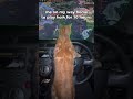 ME ON MY WAY HOME TO PLAY HOI4  #hoi4 #heartsofiron4 #hoi4meme