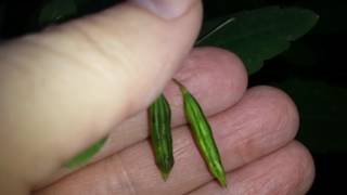 Seed Pod Exploding (slow motion) orange jewelweed Impatiens capensis Profile