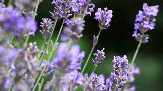 Overwatering Lavender Here's How To FIX This