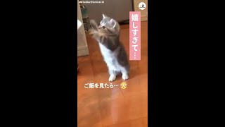 ご飯に気づいたニャンコ、嬉しすぎて可愛い動きをする…♡